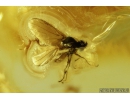 Two Long-legged flies Dolichopodidae & Dance Fly Hybotidae. Fossil Inclusions in Baltic amber #9328