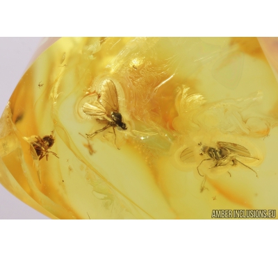 Two Long-legged flies Dolichopodidae & Dance Fly Hybotidae. Fossil Inclusions in Baltic amber #9328