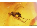 4 Long-legged flies Dolichopodidae & Spider Araneae. Fossil Inclusions in Baltic amber #9329