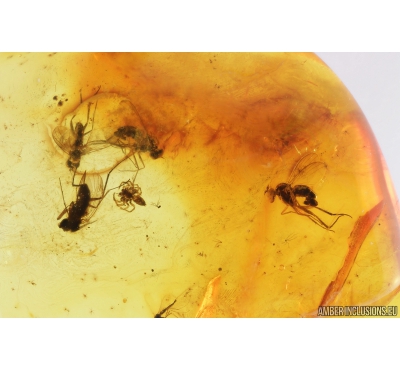 4 Long-legged flies Dolichopodidae & Spider Araneae. Fossil Inclusions in Baltic amber #9329