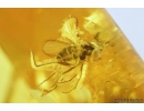 4 Long-legged flies Dolichopodidae and Nice Plant. Fossil Inclusions in Baltic amber #9330
