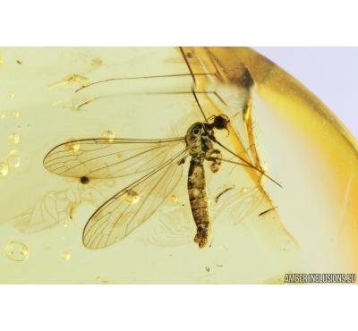 Crane fly, Limoniidae. Fossil insect in Baltic amber #9331