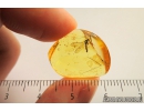 Crane fly, Limoniidae. Fossil insect in Baltic amber #9331