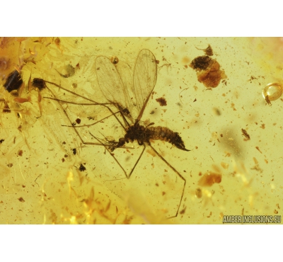 Rare Crane fly Limoniidae Tasiocera. Fossil insect in Baltic amber #9332