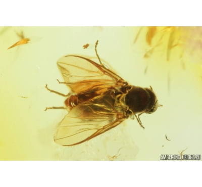 Nice Black Scavenger fly, Scatopsidae. Fossil inclusion in Baltic amber #9333