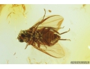 Nice Black Scavenger fly, Scatopsidae. Fossil inclusion in Baltic amber #9333