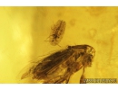 True Midges Chironomidae and Coccid Larva in Amber Drop. Fossil insects in Baltic amber #9334