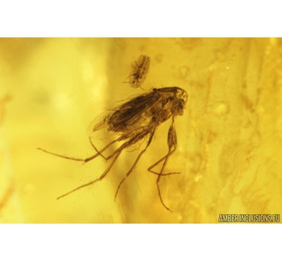 True Midges Chironomidae and Coccid Larva in Amber Drop. Fossil insects in Baltic amber #9334