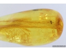 True Midges Chironomidae and Coccid Larva in Amber Drop. Fossil insects in Baltic amber #9334