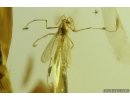 True Midges Chironomidae. Fossil insect in Ukrainian, Rovno amber #9335R