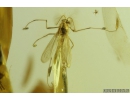Nice True Midge Chironomidae. Fossil insect in Ukrainian, Rovno amber #9335R