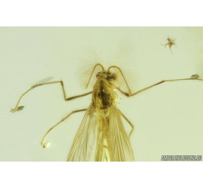 Nice True Midge Chironomidae. Fossil insect in Ukrainian, Rovno amber #9335R