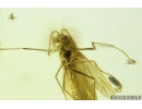 Nice True Midge Chironomidae. Fossil insect in Ukrainian, Rovno amber #9335R