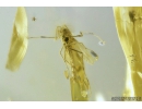 Nice True Midge Chironomidae. Fossil insect in Ukrainian, Rovno amber #9335R