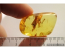 Nice True Midge Chironomidae. Fossil insect in Ukrainian, Rovno amber #9335R