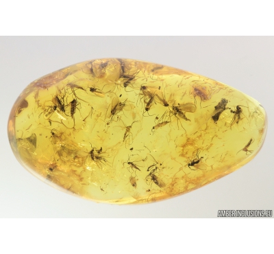 Swarm of Dark-Winged fungus gnats Sciaridae. Fossil inclusions in Baltic amber #9336