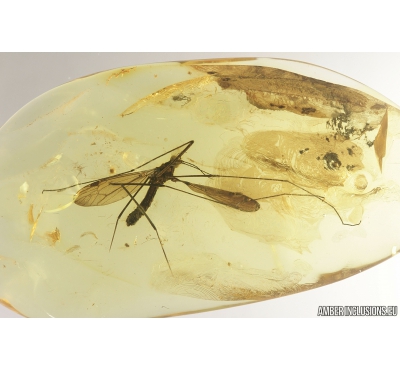 Big 30mm! Crane fly Tipulidae. Fossil inclusion in Ukrainian, Rovno amber #9337