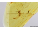 Mayfly, Ephemeroptera and small Larva. Fossil insect in Baltic amber stone #9338