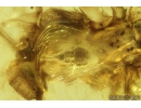 Mayfly, Ephemeroptera and small Larva. Fossil insect in Baltic amber stone #9338