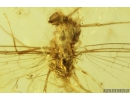 Mayfly, Ephemeroptera and small unknow Larva. Fossil insect in Baltic amber stone #9338
