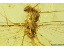 Mayfly, Ephemeroptera and small Larva. Fossil insect in Baltic amber stone #9338