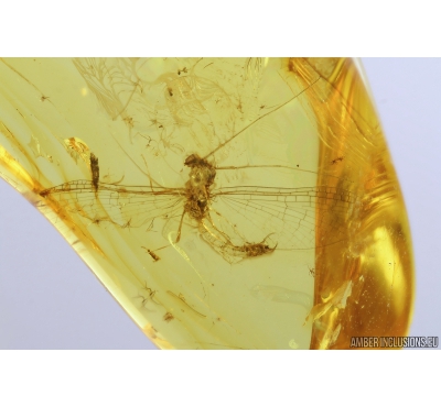 Mayfly, Ephemeroptera and small Larva. Fossil insect in Baltic amber stone #9338