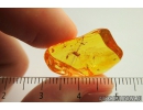 Mayfly, Ephemeroptera and small unknow Larva. Fossil insect in Baltic amber stone #9338