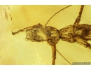 Rare Gladiator Exuvia, Mantophasmatodea. Fosill inclusion in Baltic amber #9339
