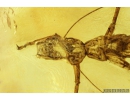 Rare Gladiator Exuvia, Mantophasmatodea. Fosill inclusion in Baltic amber #9339