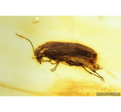 Rare Fire-Colored Beetle, Tenebrionoidea, Pyrochroidae, Waidelotinae. Fossil insect in Baltic amber #9341