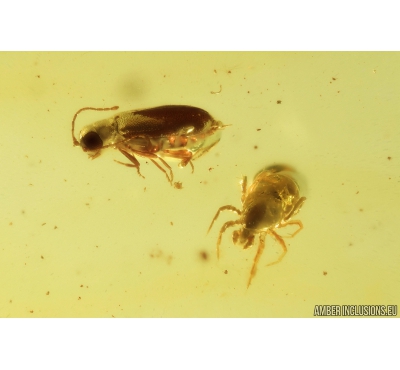 Antlike leaf beetle Aderidae Cnopus and Mite Acari. Fossil insects in Baltic amber #9348