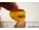 Big 13mm! Click beetle Elateroidea. Fossil insect in Baltic amber #9350