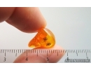 Scuttle Fly Phoridae. and Beetle. Fossil insects in Baltic amber stone #9353