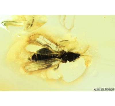 Rare Thrips Melanthripidae, Eocranothrips annulicornis. Fossil insect in Baltic amber #9363