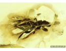 Rare Thrips Melanthripidae, Eocranothrips annulicornis. Fossil insect in Baltic amber #9363
