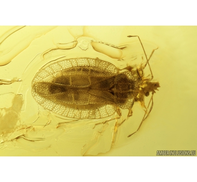 Rare Lace Bug Tingidae Parasinalda baltica, Spider Araneae and Winged Ant Hymenoptera. Fossil inclusions in Baltic amber #9364