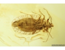 Rare Lace Bug Tingidae Parasinalda baltica, Spider Araneae and Winged Ant Hymenoptera. Fossil inclusions in Baltic amber #9364