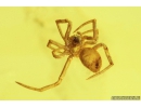 Rare Lace Bug Tingidae Parasinalda baltica, Spider Araneae and Winged Ant Hymenoptera. Fossil inclusions in Baltic amber #9364