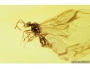 Rare Lace Bug Tingidae Parasinalda baltica, Spider Araneae and Winged Ant Hymenoptera. Fossil inclusions in Baltic amber #9364