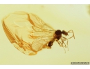Rare Lace Bug Tingidae Parasinalda baltica, Spider Araneae and Winged Ant Hymenoptera. Fossil inclusions in Baltic amber #9364