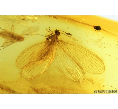 Lacewing, Neuroptera, Nevrothidae, Rophalis relicta. Fossil insect in Baltic amber #9366