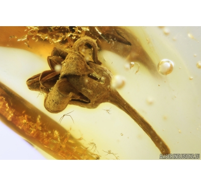 Very Nice Flower, Plant. Fossil inclusion in Baltic amber #9368