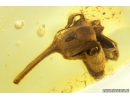 Very Nice Flower, Plant. Fossil inclusion in Baltic amber #9368