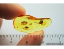 Very Nice Flower, Plant. Fossil inclusion in Baltic amber #9368