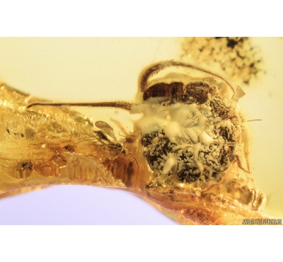 Nice Centipede Lithobiidae. Fossil inclusion in Baltic amber #9369