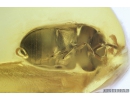 Spider Beetle, Ptinidae, Anobiinae. Fossil insect in Baltic amber #9370