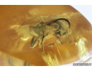 Spider Beetle, Ptinidae, Anobiinae. Fossil insect in Baltic amber #9370