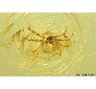 Very Nice Mite Anystoidea. Fossil insects in Baltic amber #9375