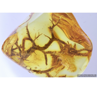 Nice Lichen. Fossil inclusion in Baltic amber #9380