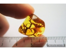 Nice Lichen. Fossil inclusion in Baltic amber #9380